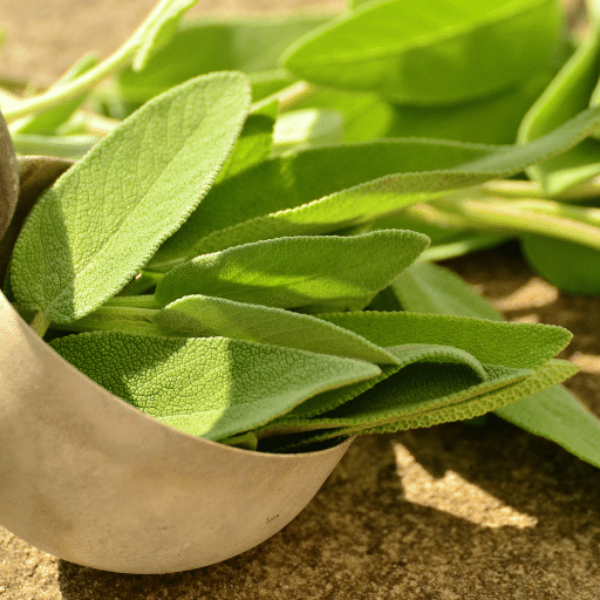 Fresh Kenyan sage herb bunch, 0.1 kg with vibrant green leaves, ideal for cooking and herbal remedies.