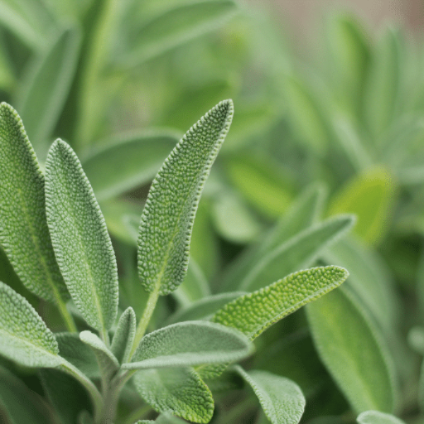 Fresh Kenya brand sage herb bunch, 0.1 kg, with green leaves and fragrant aroma, suitable for cooking and herbal remedies.