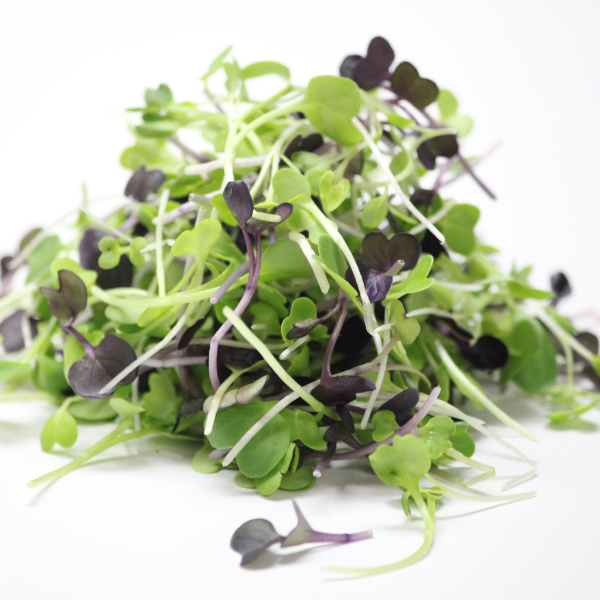 Holland gourmet vegetable Cress and Shiso mix in a 16-piece package, fresh and colorful herbs for culinary use