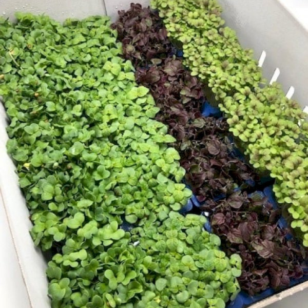 Assorted fresh Shiso and Cress vegetables from Holland, arranged in a mix for gourmet culinary use.