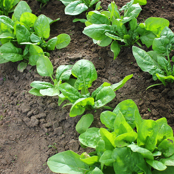 Fresh green spinach bunch from Local Market, showing vibrant leaves and stems, ideal for healthy cooking and salads.