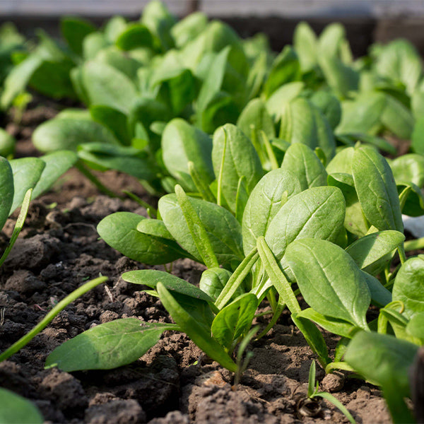 Fresh baby spinach from Holland, organic green vegetable in a 0.125 kg pack, showcasing vibrant leafy greens.
