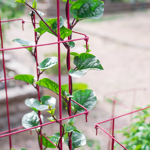 Fresh red spinach bunch from Local Market, vibrant green leaves with reddish stems, 0.7 kg vegetable for healthy cooking.
