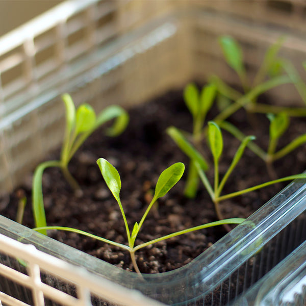 Fresh organic hydroponic spinach baby leaves from Mishkat, 0.125 kg pack, showcasing vibrant green leafy vegetables.