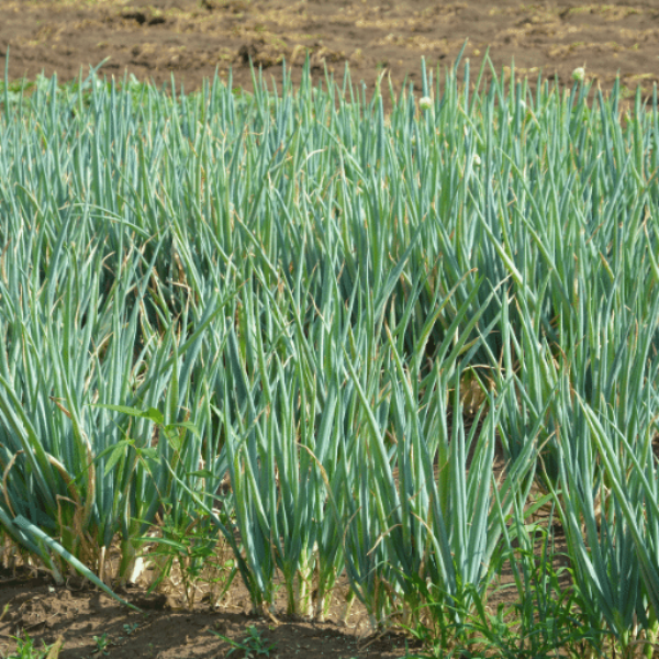 Fresh spring onions bunch from Local Market, 0.2 kg vegetable with vibrant green tops and white bulbs ready for cooking.