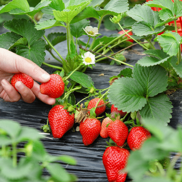 Fresh Driscoll's strawberries in a 0.45 kg pack, vibrant red and ripe, displayed in a natural setting.