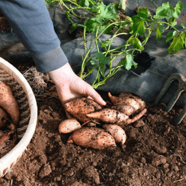 Fresh sweet potatoes from Local Market in a 3 kg carton, showcasing the vibrant orange skin and healthy tubers.