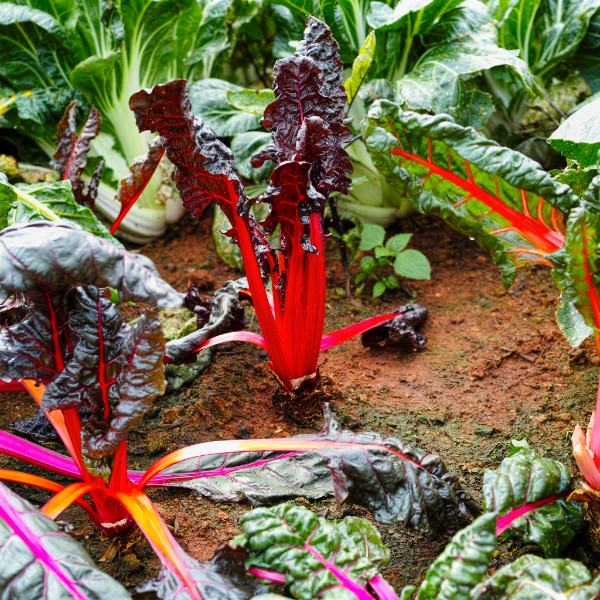 Colorful rainbow Swiss chard bunch from Holland, fresh and vibrant, weighing 0.35 kg, with bright stems and dark green leaves.