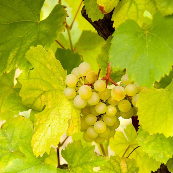 Seedless white Taif grapes in a 1.5 kg pack, fresh fruit from Local Market, shown in a clear image highlighting the small grapes.