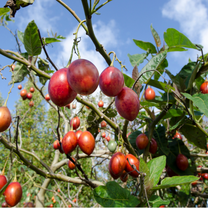Fresh red Tamarillo fruit from Holland, 0.5 kg pack, showcasing vibrant color and smooth skin.