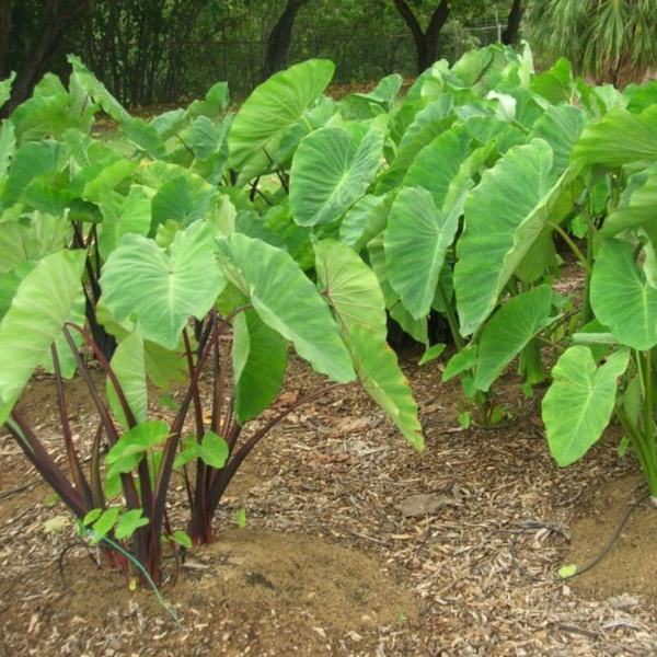 Fresh taro roots in a 1 kg pack, showcasing their rough brown skin and white flesh, from Local Market vegetable collection.