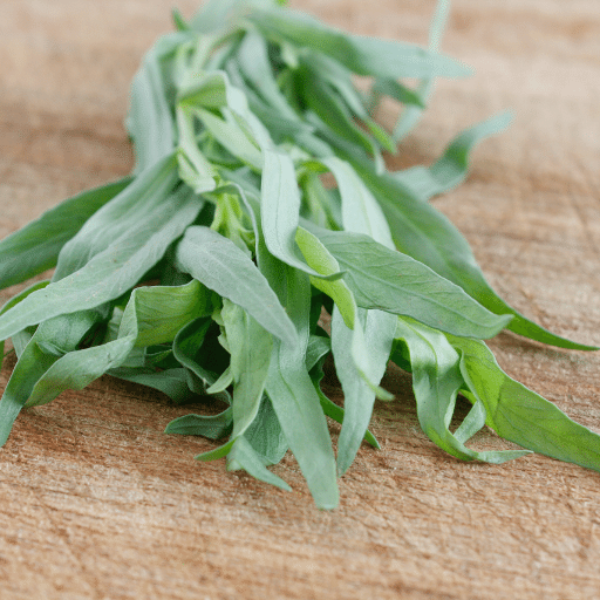 Fresh tarragon herb plant in a pot, grown by Kenya, with vibrant green leaves and healthy foliage.