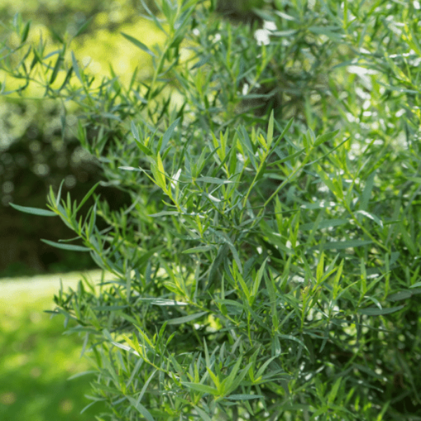 Fresh tarragon herb plant in a pot, single bunch from Kenya, with green, aromatic leaves ready for culinary use.