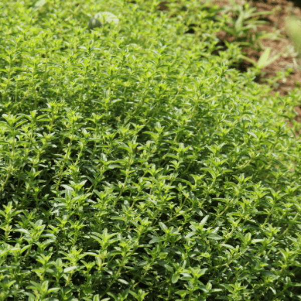 Organic Holland thyme herb plant in a small pot, fresh and green with delicate leaves and woody stems.