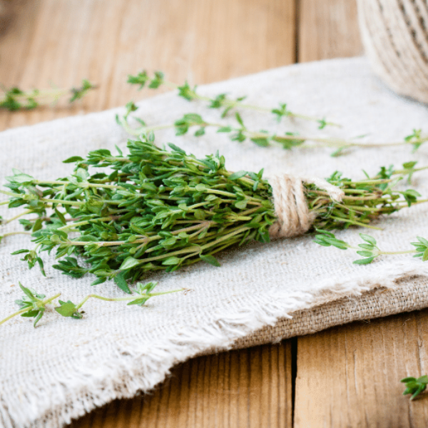 Organic Holland thyme herb plant in a small pot, fresh green leaves, ready for culinary use.