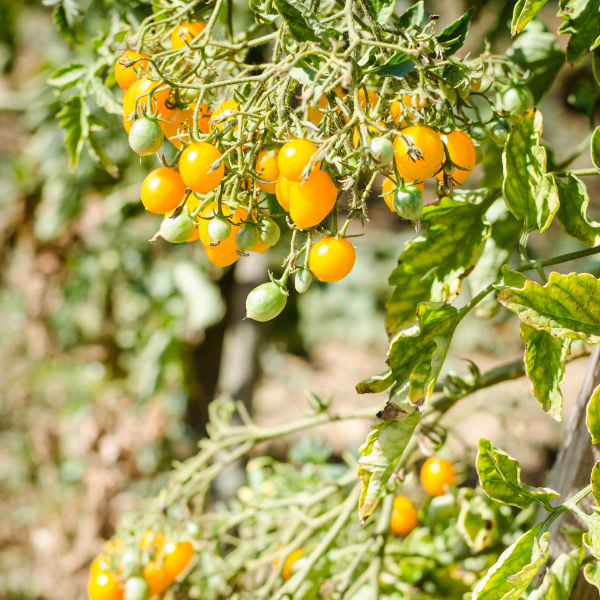 Yellow cherry tomatoes from Sharbatly in a 0.25 kg pack, fresh and vibrant vegetables perfect for salads and snacking.