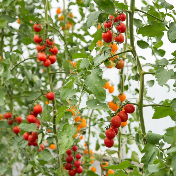 Fresh red cherry tomatoes on the vine, hydroponically grown vegetable from Dava Farm, 0.25 kg.