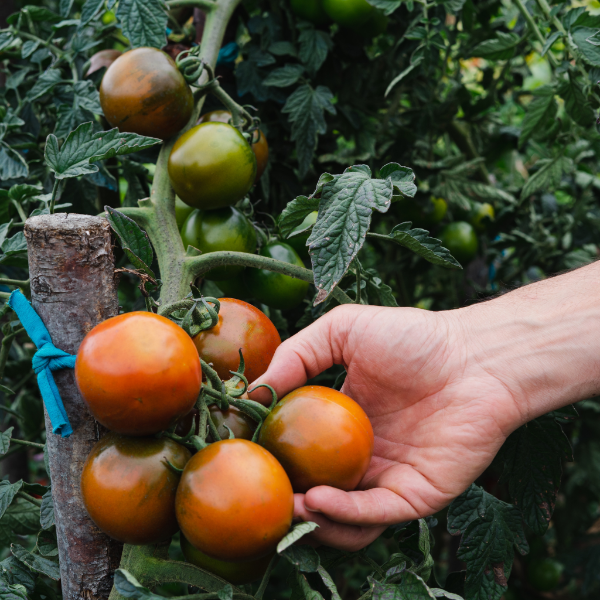 Fresh Kumato tomatoes in a 0.5 kg pack from Holland, vibrant and ripe vegetables, perfect for salads and cooking.