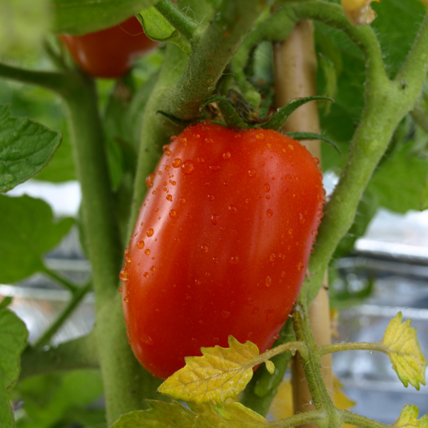 Fresh San Marzano and Roma tomatoes from Holland in a 1 kg vegetable pack, showcasing vibrant red, ripe tomatoes.