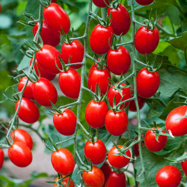 Fresh cherry plum tomatoes in a 0.25 kg pack, showcasing vibrant red vegetables from Sharbatly.
