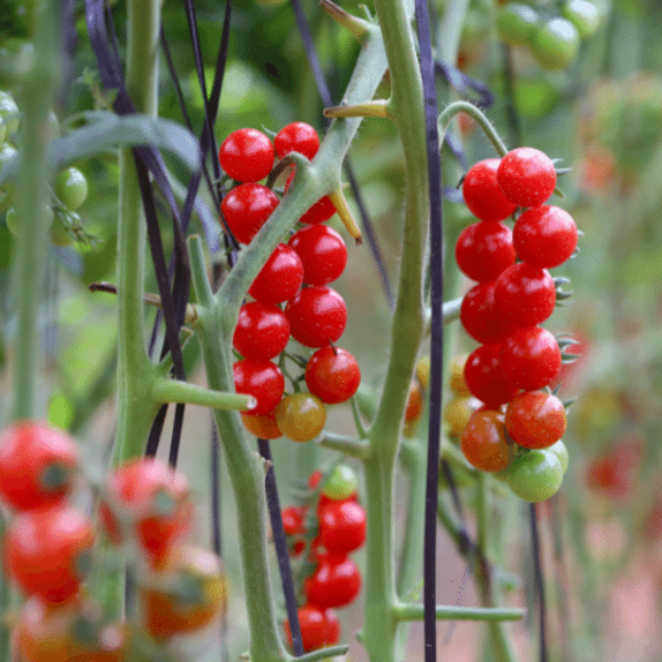 Fresh cherry tomatoes in a 0.25 kg pack, round and vibrant red, from Sharbatly, perfect for salads and cooking.