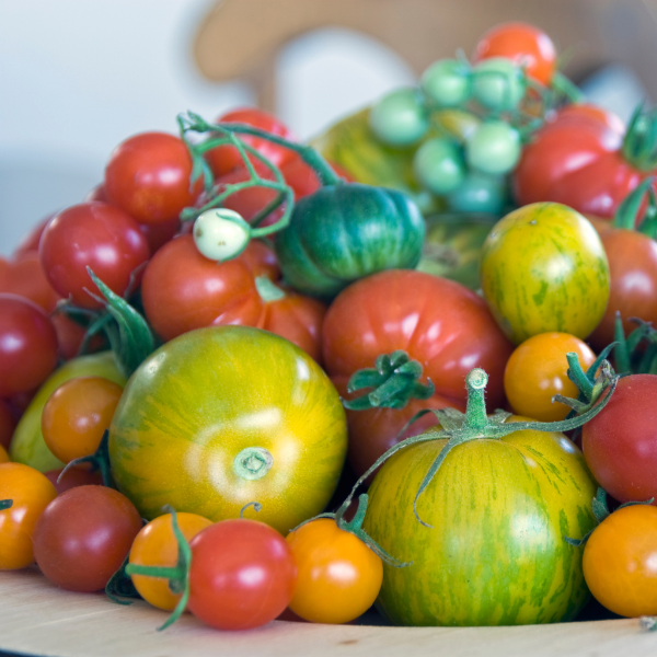Heirloom mixed tomatoes in a 3.5 kg carton, fresh vegetable from Holland with vibrant colors and varied shapes.