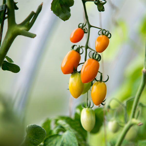 Colorful mix of cherry plum tomatoes by Sharbatly, fresh vegetables in natural outdoor setting.