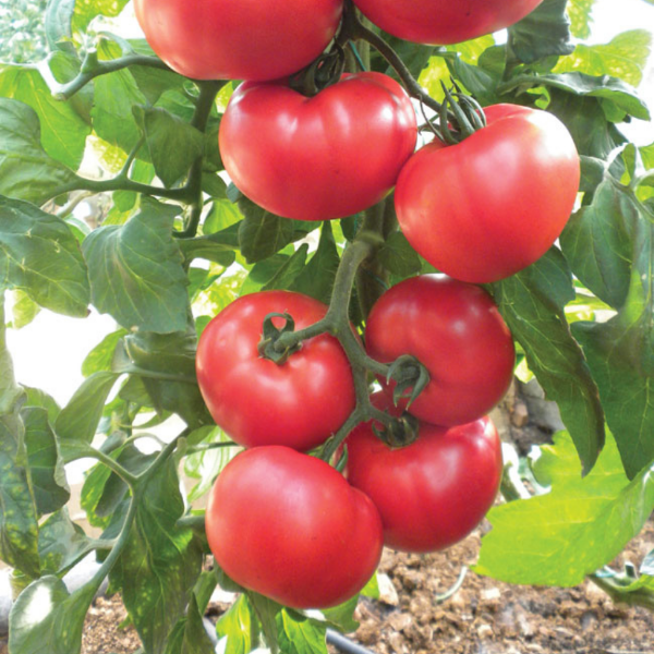 Dutch beef tomatoes, fresh and ripe, in a 1 kg pack, showcasing vibrant red vegetables from Holland.