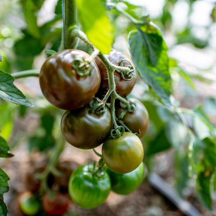 Black cherry tomatoes from Holland in a 0.25 kg pack, showcasing small, ripe, dark-skinned cherry vegetables on the vine.