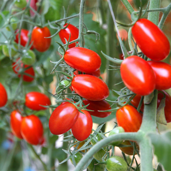 Fresh organic cherry grape tomatoes from Mishkat, hydroponically grown, in a 0.25 kg pack, showcasing vibrant red and purple tomatoes.