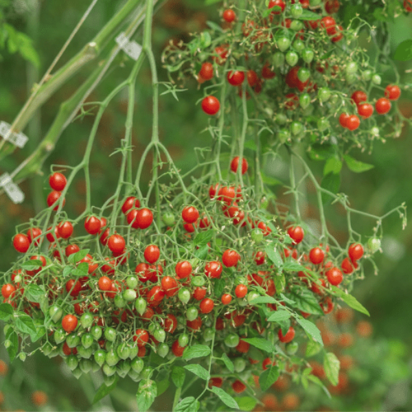 Holland Tomberry red vegetable in a 0.125 kg pack, showing fresh, vibrant small red tomatoes on the vine.
