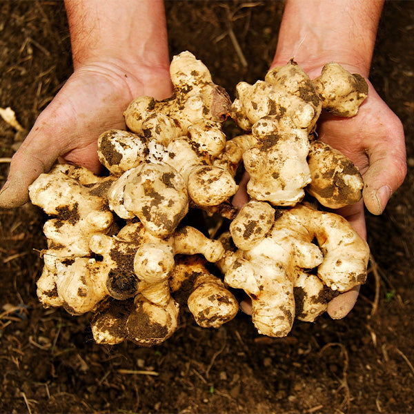 Topinambur, Jerusalem artichoke, sunroot 1 Kg pack - Sharbatly.Club