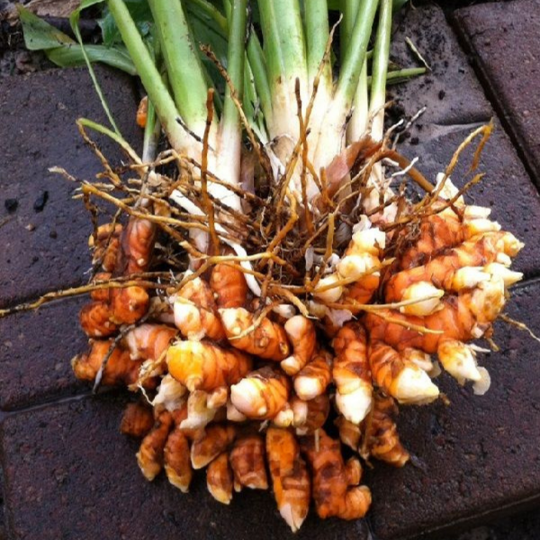Fresh turmeric root from Local Market, vibrant orange vegetable, packed in a 0.250 kg bundle, ideal for cooking and health benefits.