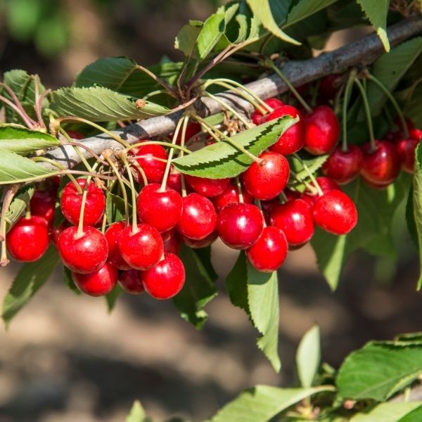 Red cherries in a luxury 2 kg gift box by Sharbatly, showcasing fresh, vibrant fruit arranged neatly inside.