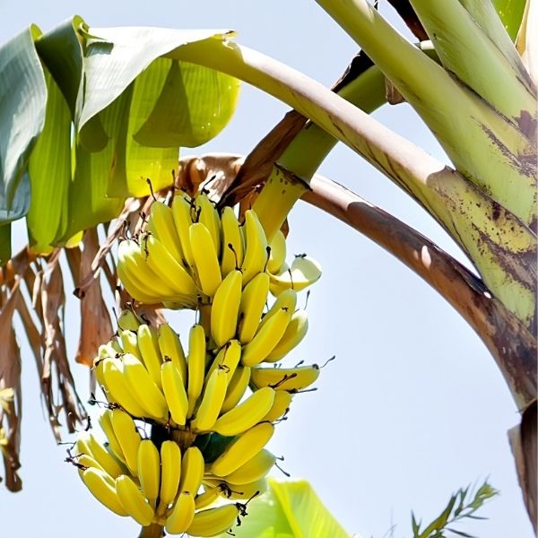 Fresh yellow bananas from Sharbatly in a 1 kg bunch, ripe and ready to eat, displayed on a white background.