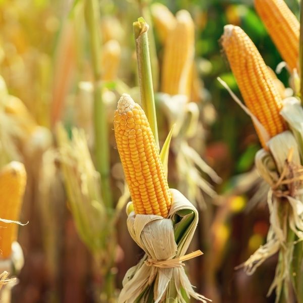 Fresh yellow corn on the cob, a single vegetable piece from Local Market, shown with husk removed and kernels visible.