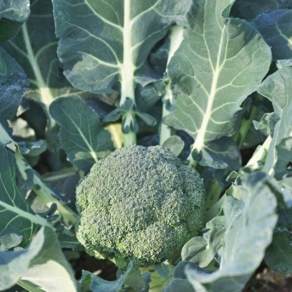 Fresh green broccoli heads from Sharbatly, showcasing two crisp, vibrant vegetable heads in a natural setting.