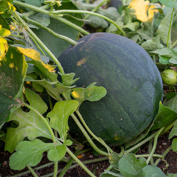 Fresh single piece watermelon fruit from Sharbatly, showing bright red flesh and green rind on a natural background.
