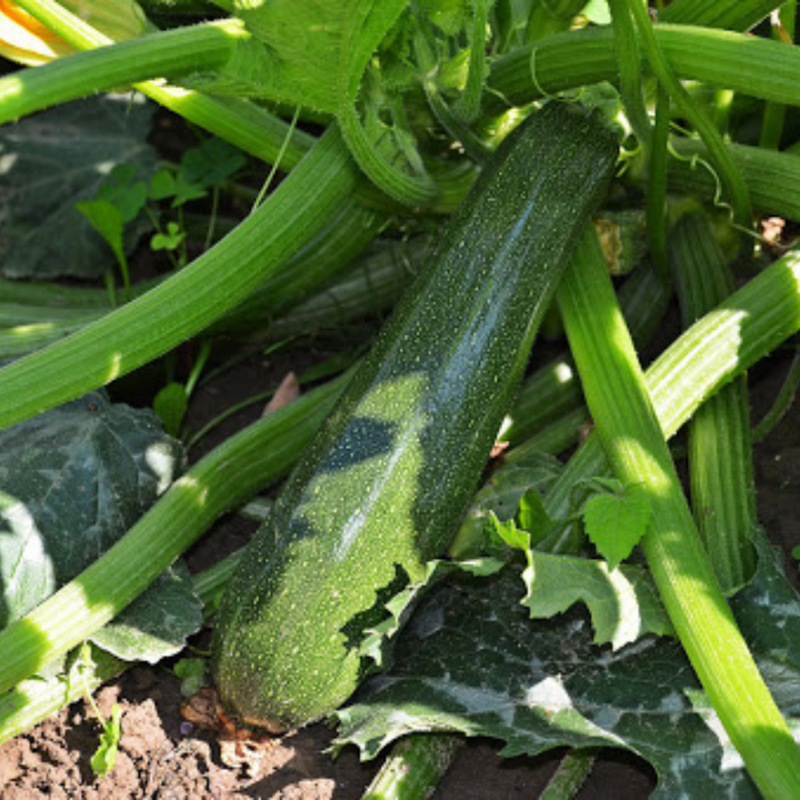 Large European zucchini squash vegetable from Holland, single fresh zucchini with smooth green skin on white background.