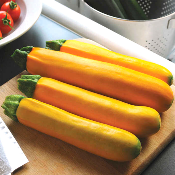 Extra-large gold bar squash zucchini vegetable from Holland, showing a single fresh, vibrant green zucchini with smooth skin.