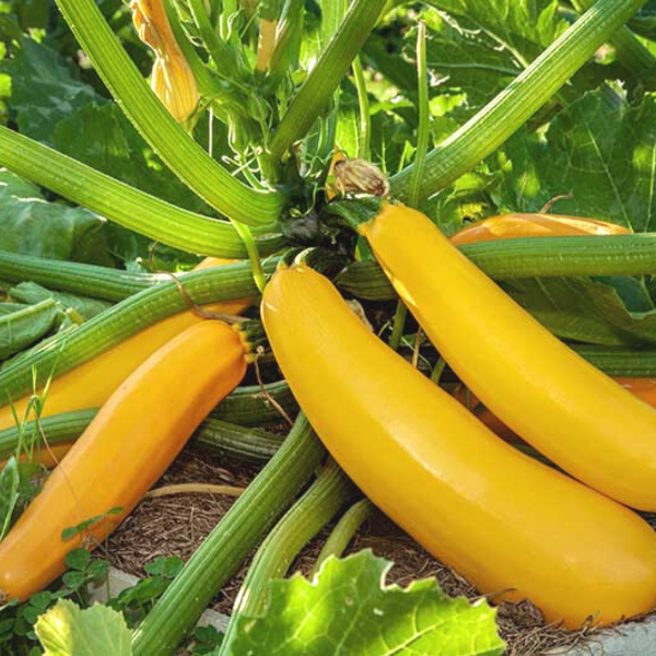 Extra-large Holland gold bar zucchini squash, fresh vegetable with smooth green skin and elongated shape, single piece on a white background.