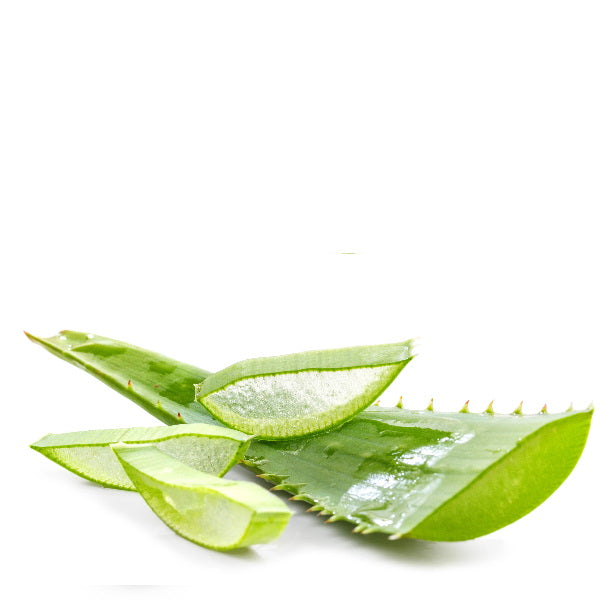 Large single Aloe Vera leaf, fresh vegetable from Holland, showing thick, green, and succulent interior for skincare and health use.