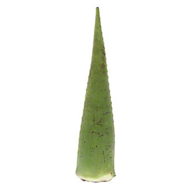 Large fresh Aloe Vera leaf from Holland, detailed view of the thick, gel-filled vegetable leaf on a white background.