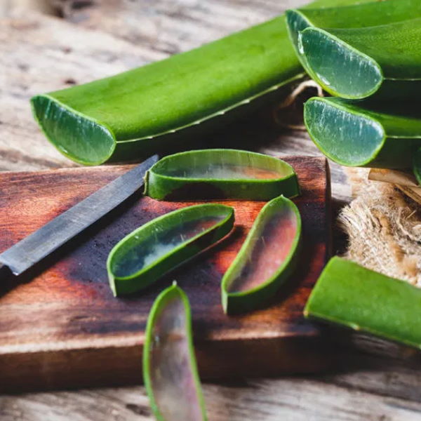 Large single Aloe Vera leaf, fresh vegetable from Holland, showcasing its thick, fleshy green appearance and natural texture.