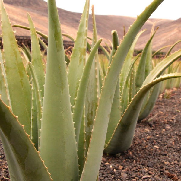 Large single aloe vera leaf from Holland, fresh vegetable with thick, green flesh and natural gel inside.