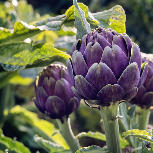 Fresh Artichoke Baby Violet from Holland in a 1 kg pack, showcasing vibrant purple artichokes ready for cooking or salads.