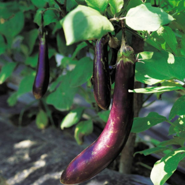 Fresh baby long eggplant from Local Market, 0.5 kg, showcasing shiny purple vegetables with smooth, elongated skin.
