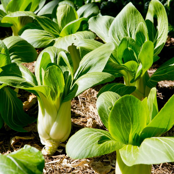 Fresh Paksoy baby Thai vegetable in a 0.5 kg pack, shown in a clear image with vibrant green leaves and fresh appearance.