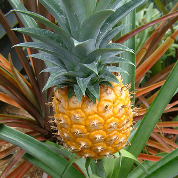 Holland Pineapple Baby Queen Victorian fruit, single piece, showing the small, ripe pineapple with green crown on a white background.