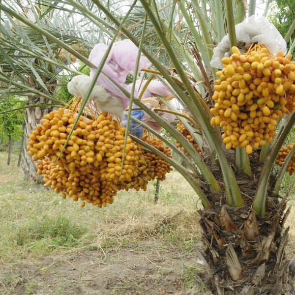 Fresh Barhe dates from Local Market in a 0.5kg pack, showcasing plump, glossy dates ideal for snacking and baking.